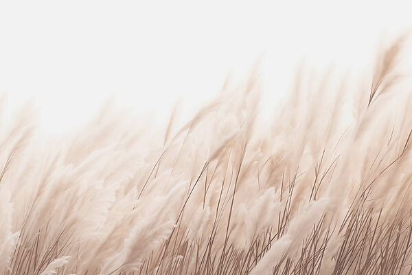 Soft grasses in gentle sunlight Soft grasses in gentle sunlight