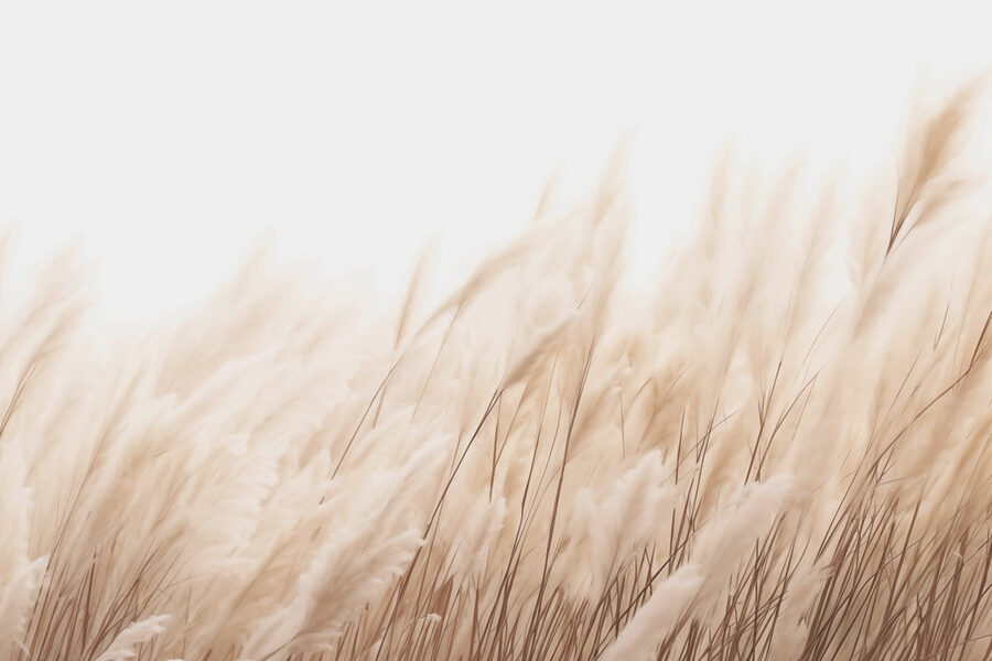 Wall murals Soft reeds swaying in the breeze - Image 4