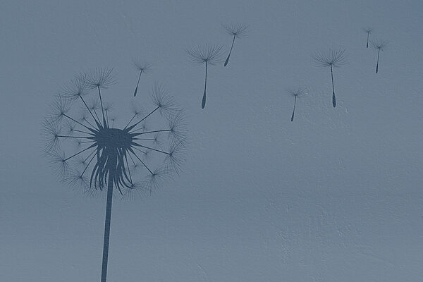 Dandelion seeds flying in the air Dandelion seeds flying in the air