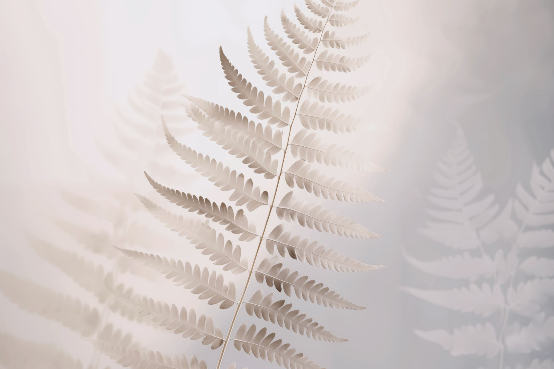Delicate fern in soft light