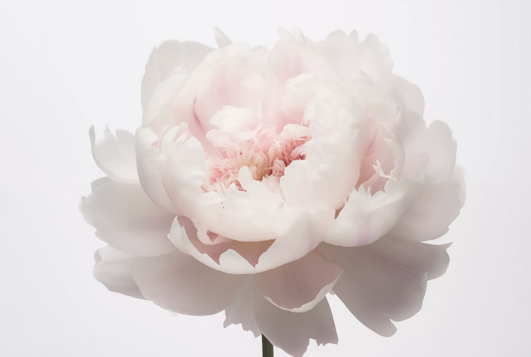 Delicate petals in soft bloom Delicate petals in soft bloom