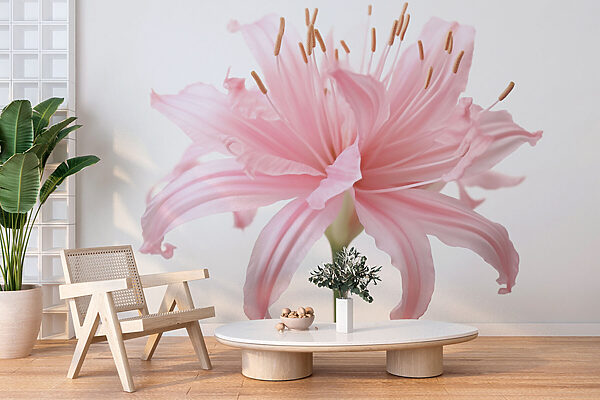Delicate petals unfold gracefully. Delicate petals unfold gracefully.