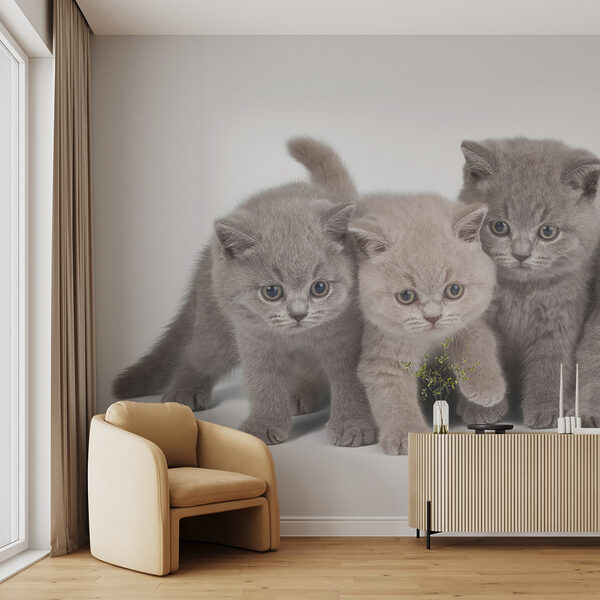 Group of kittens standing together Group of kittens standing together
