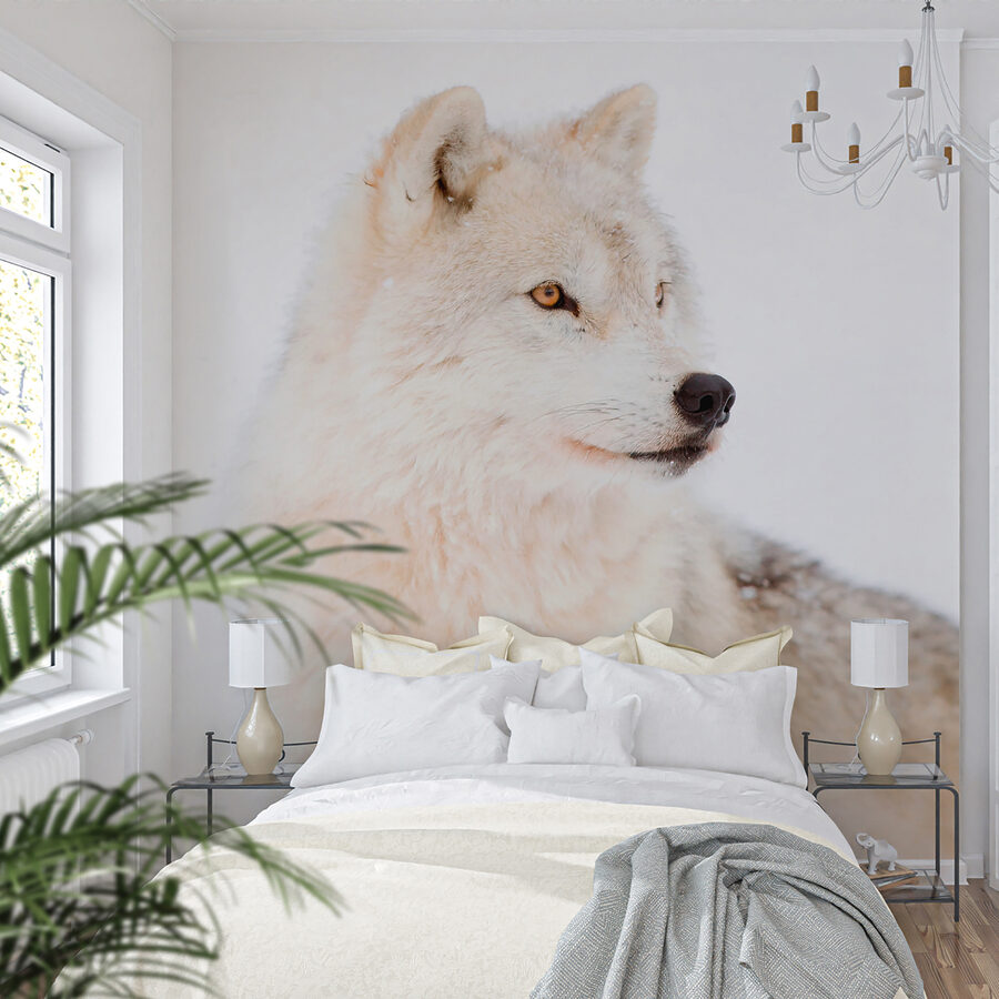 A white wolf in the snow A white wolf in the snow