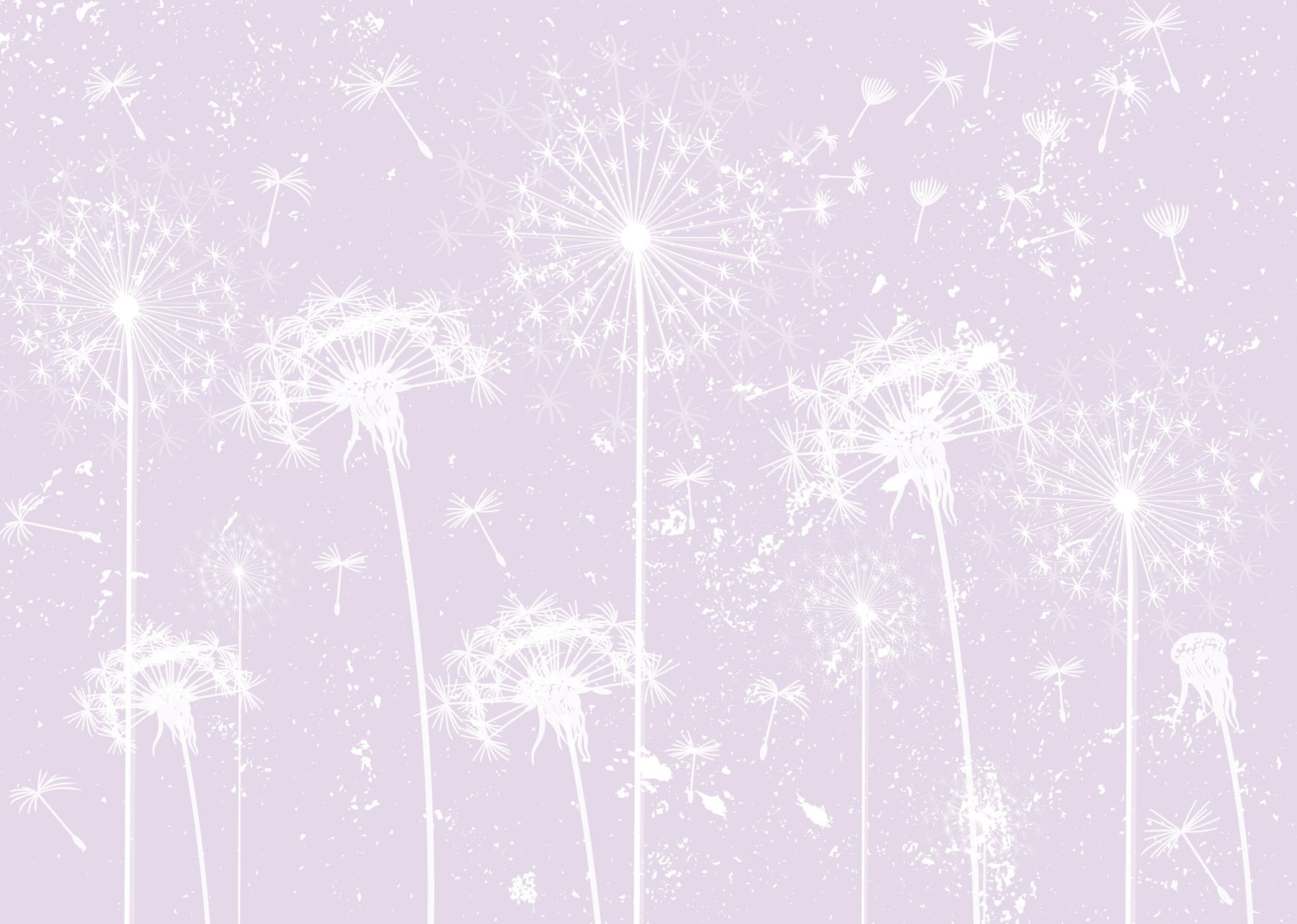 White dandelion flowers