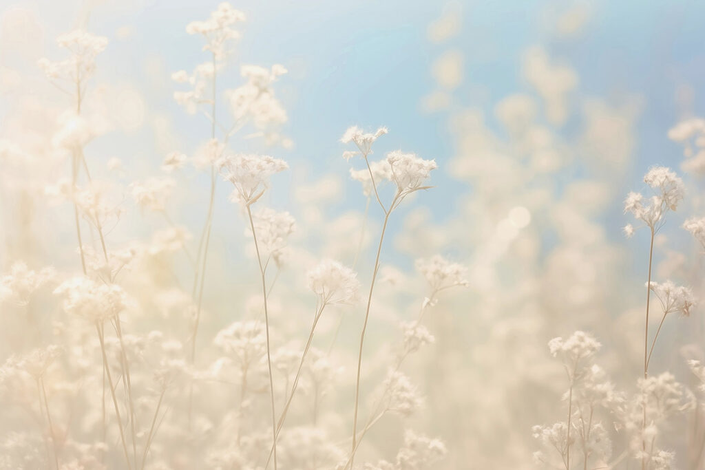 Dreamy flowers in soft sunlight. Dreamy flowers in soft sunlight.