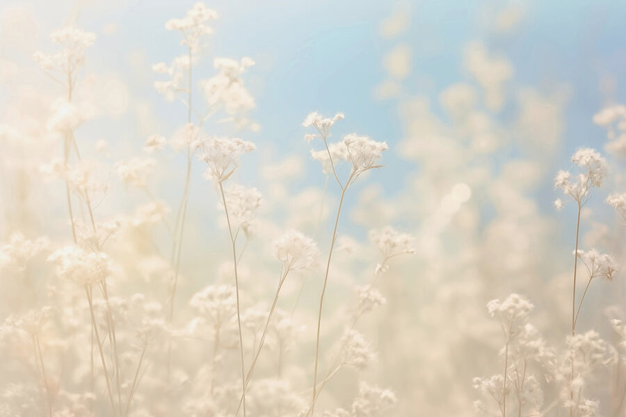 Dreamy flowers in soft sunlight.