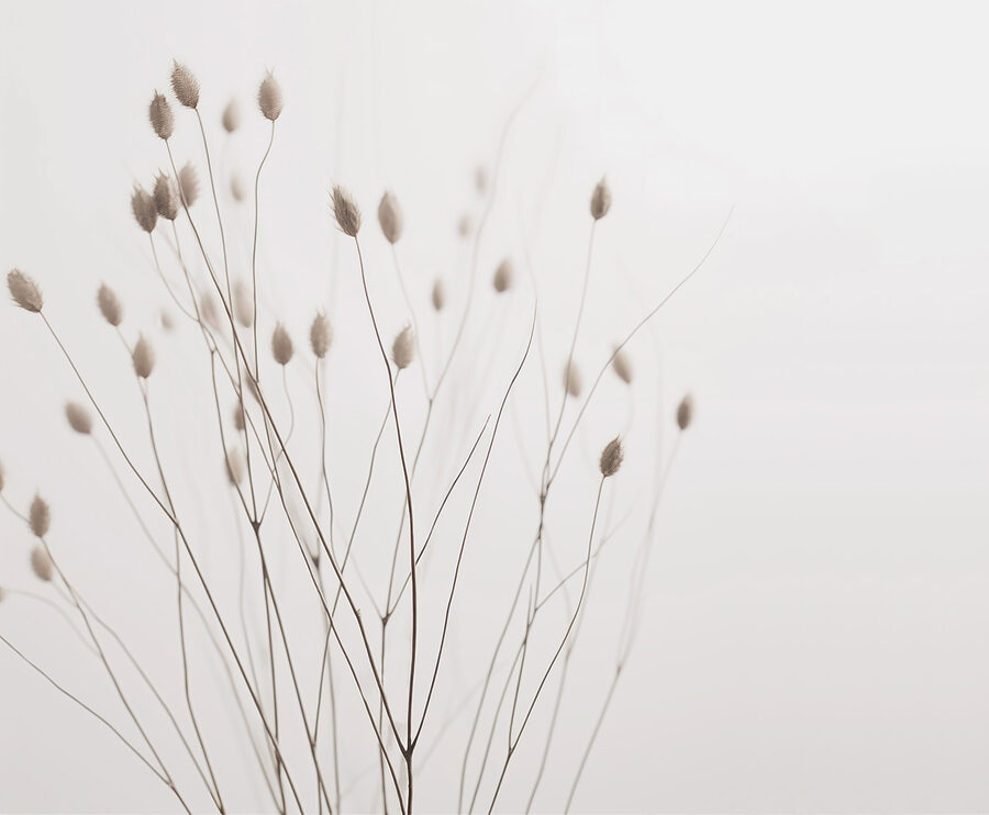 Wall murals Delicate stems against soft backdrop - Image 4