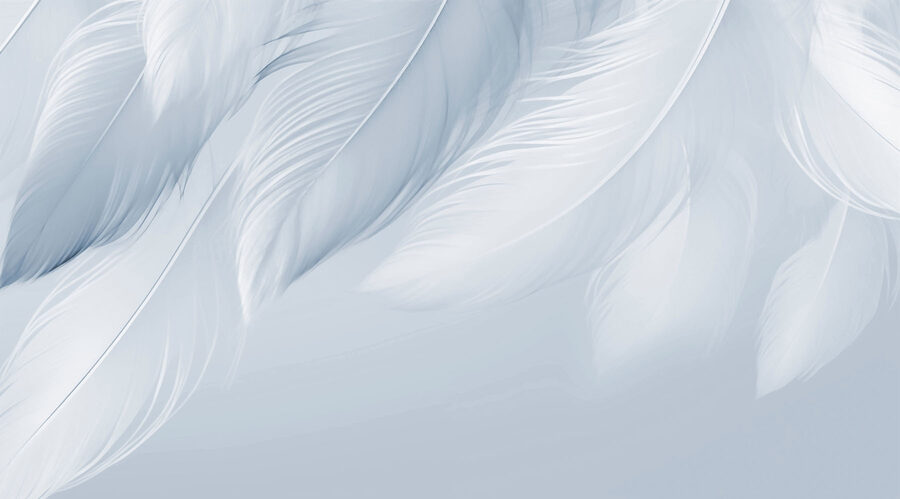 Wall murals White feathers on a white background - Image 4