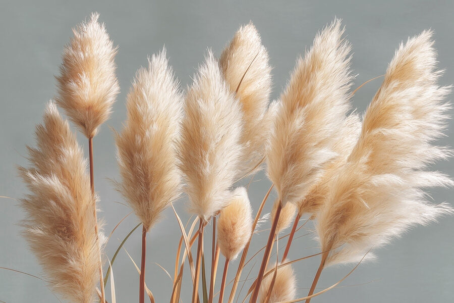 Wall murals Group of fluffy plants - Image 6