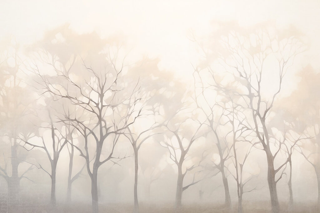 Group of trees in fog