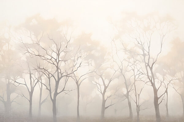 Group of trees in fog
