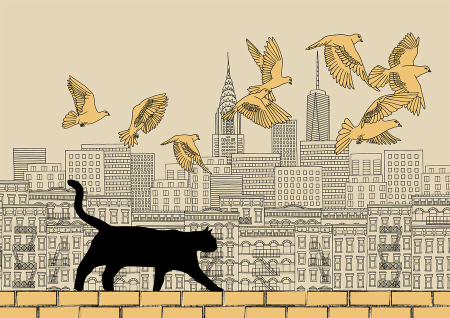 Wall murals Cat walking on a wall with birds flying in the sky - Image 3