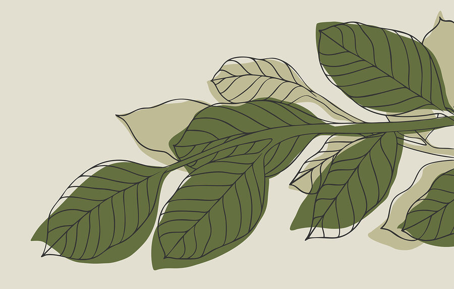 Wall murals Green leafy plant with black lines - Image 4