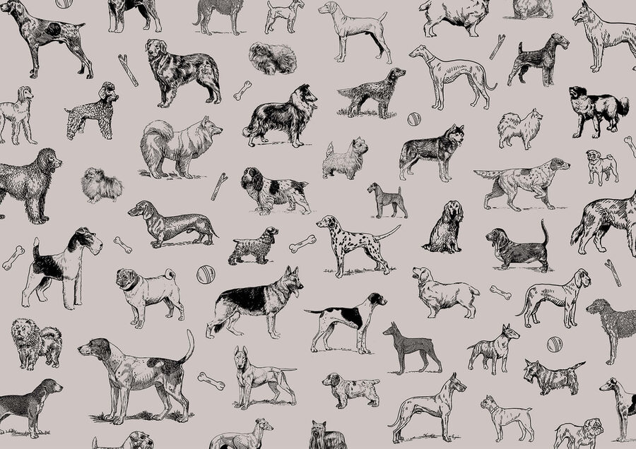 Group of dogs in different poses