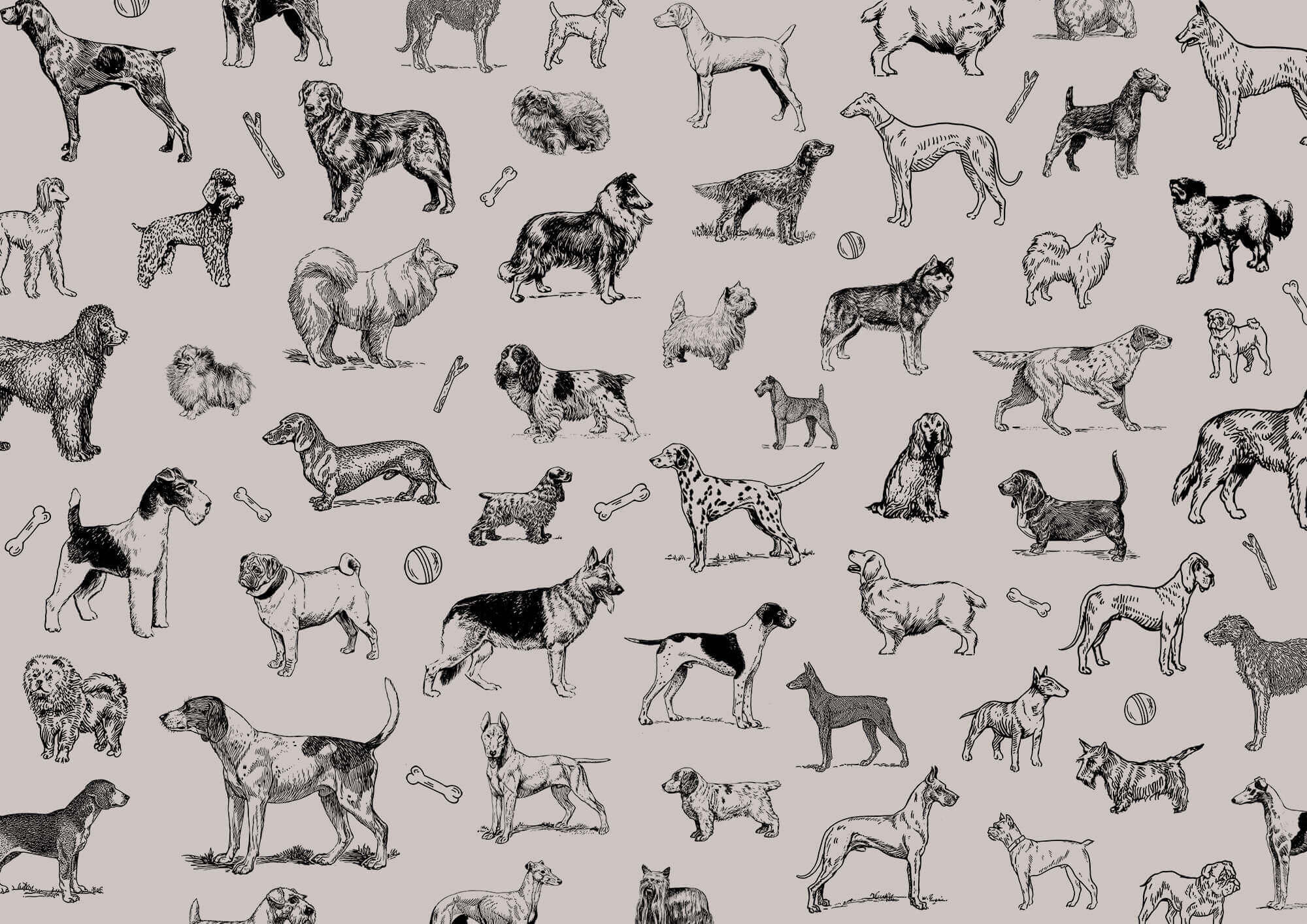 Group of dogs in different poses