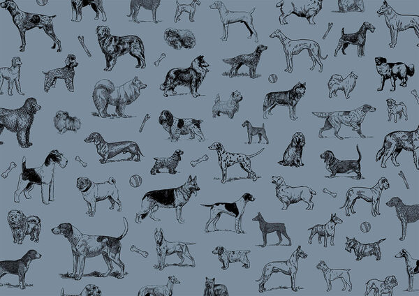 Group of dogs on a blue background t00173v1p 600x424 - Group of dogs on a blue background