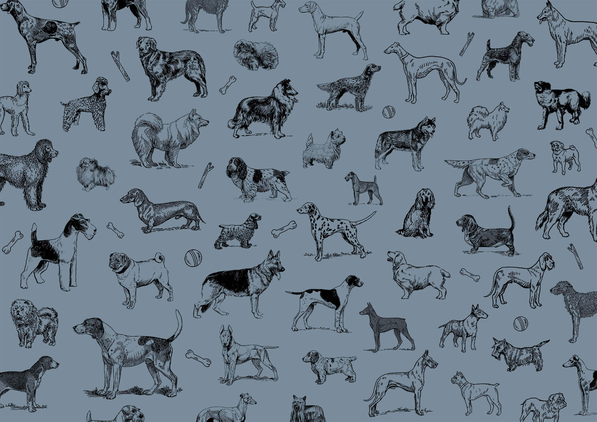 Group of dogs on a blue background t00173v1p - Group of dogs on a blue background