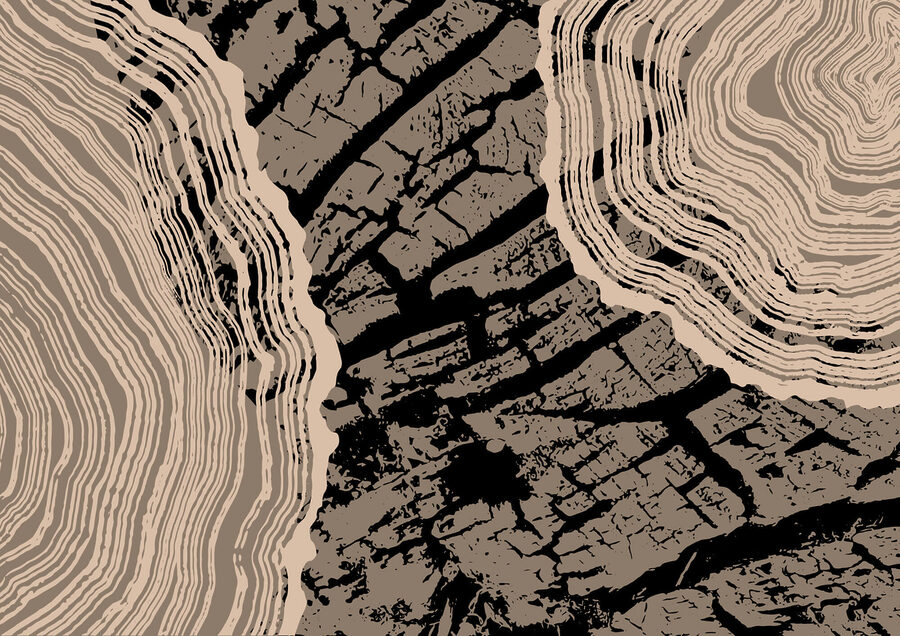 Striking patterns of nature’s beauty