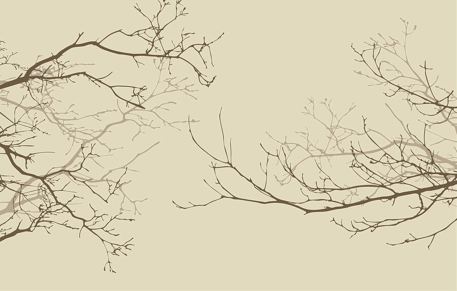 Wall murals Group of bare branches