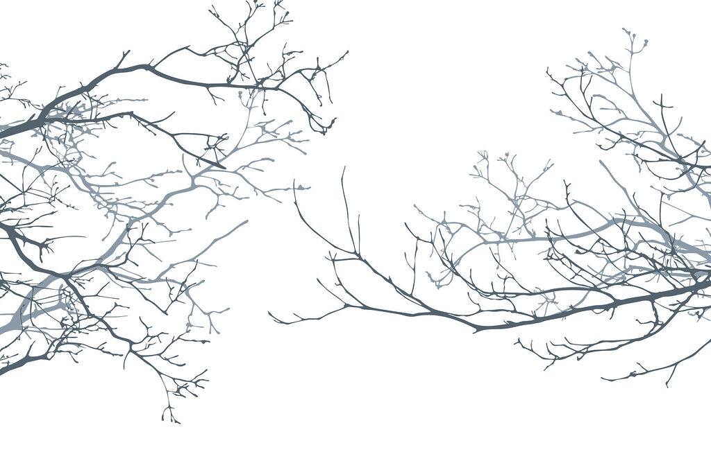 Wall murals Group of bare branches Wall murals Group of bare branches