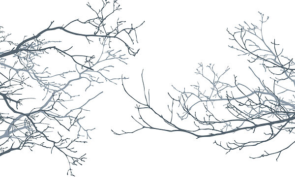 Wall murals Group of bare branches Wall murals Group of bare branches