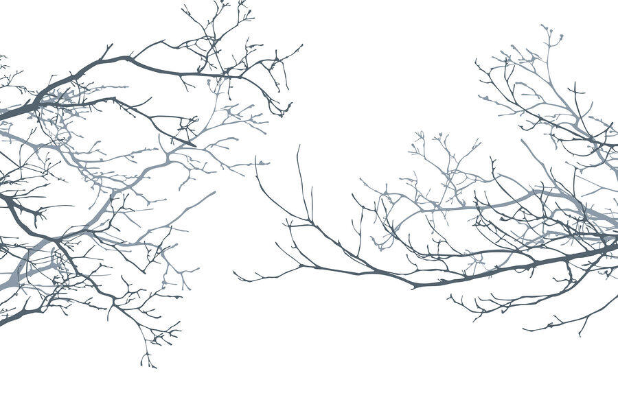 Wall murals Group of bare branches