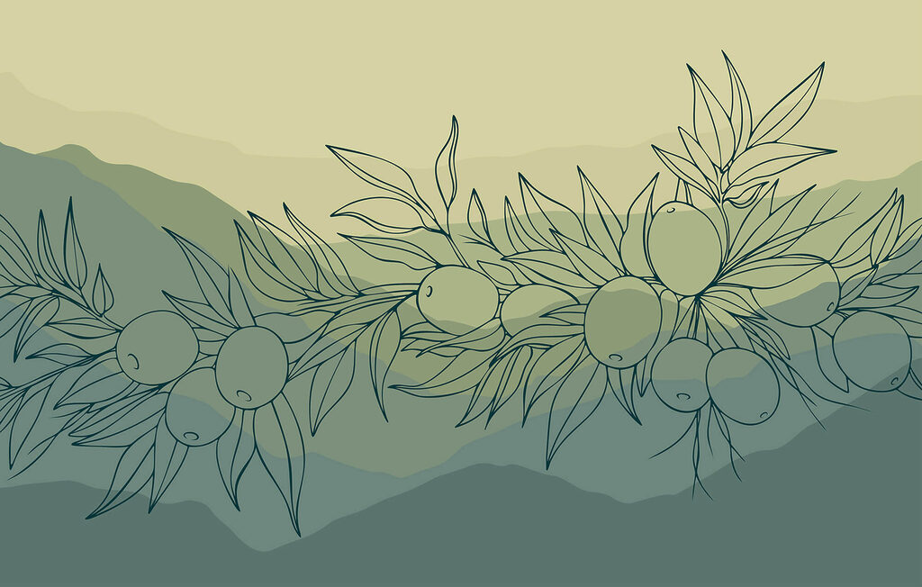 Wall murals Drawing of a branch with fruits Wall murals Drawing of a branch with fruits
