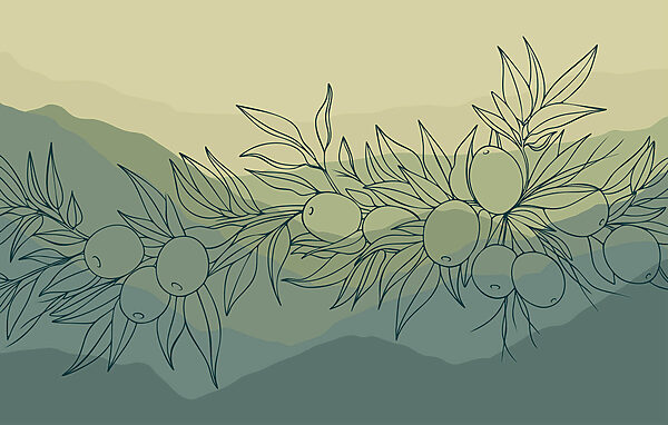 Wall murals Drawing of a branch with fruits Wall murals Drawing of a branch with fruits