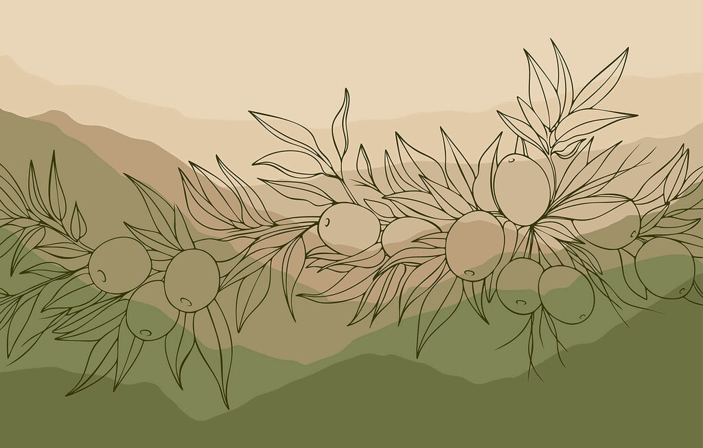 Drawing of fruit on a branch Drawing of fruit on a branch