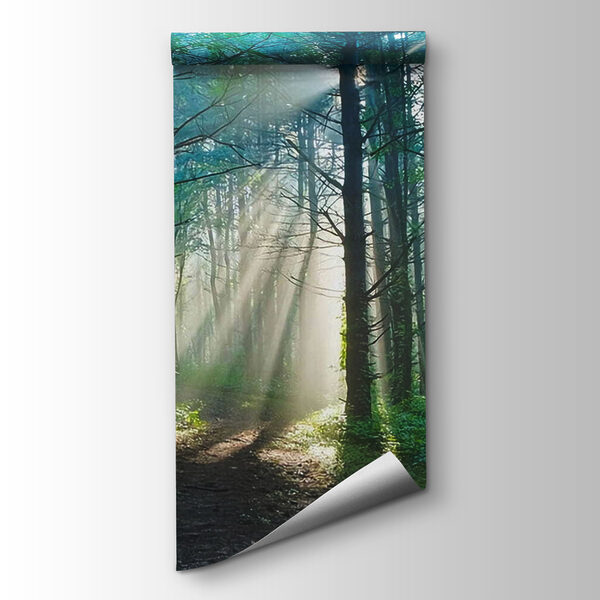 Sun shining through trees in a forest Sun shining through trees in a forest