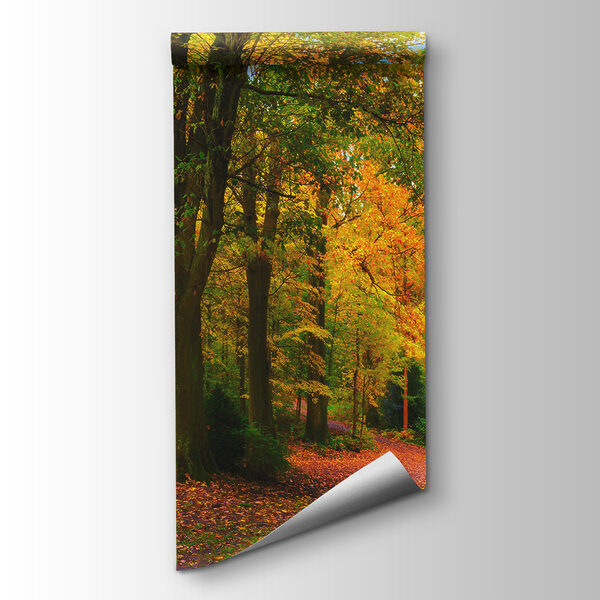 Path with trees and leaves on it Path with trees and leaves on it