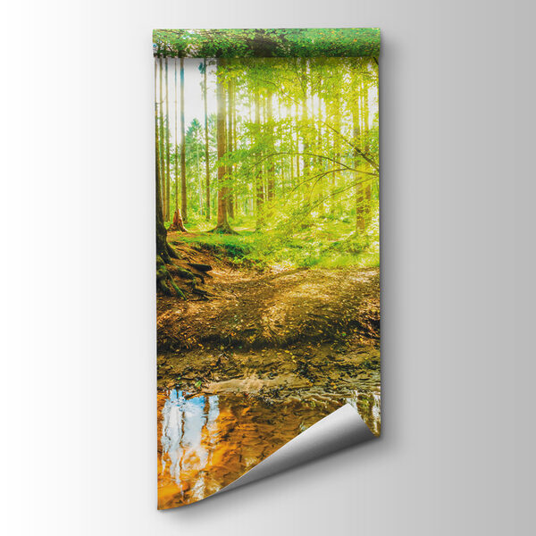 Stream in a forest Stream in a forest