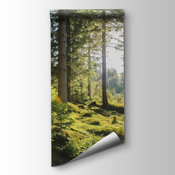 Sun shining through trees