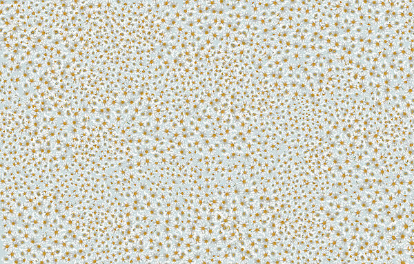 Pattern of small orange stars