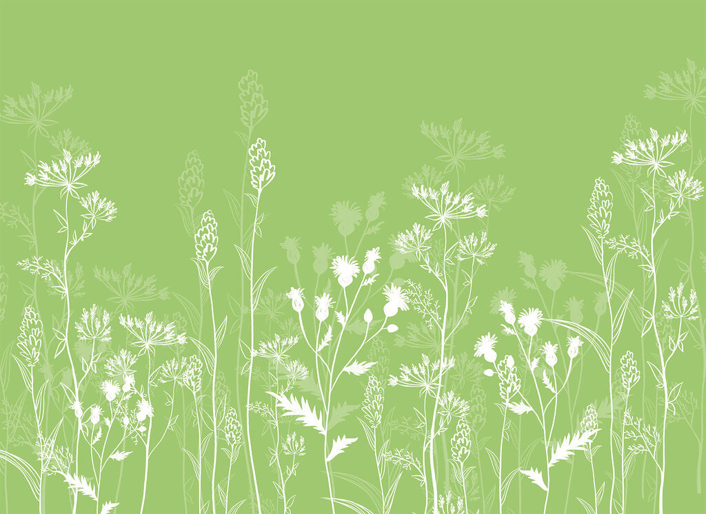 White flowers on a green background