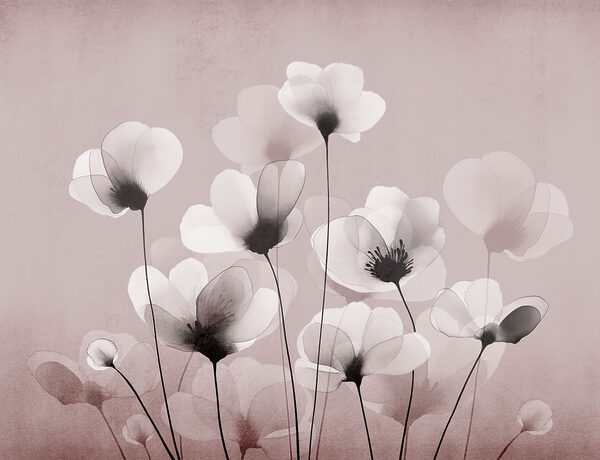 Group of white flowers