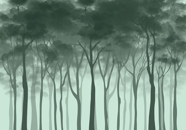 Group of trees in a foggy forest Group of trees in a foggy forest